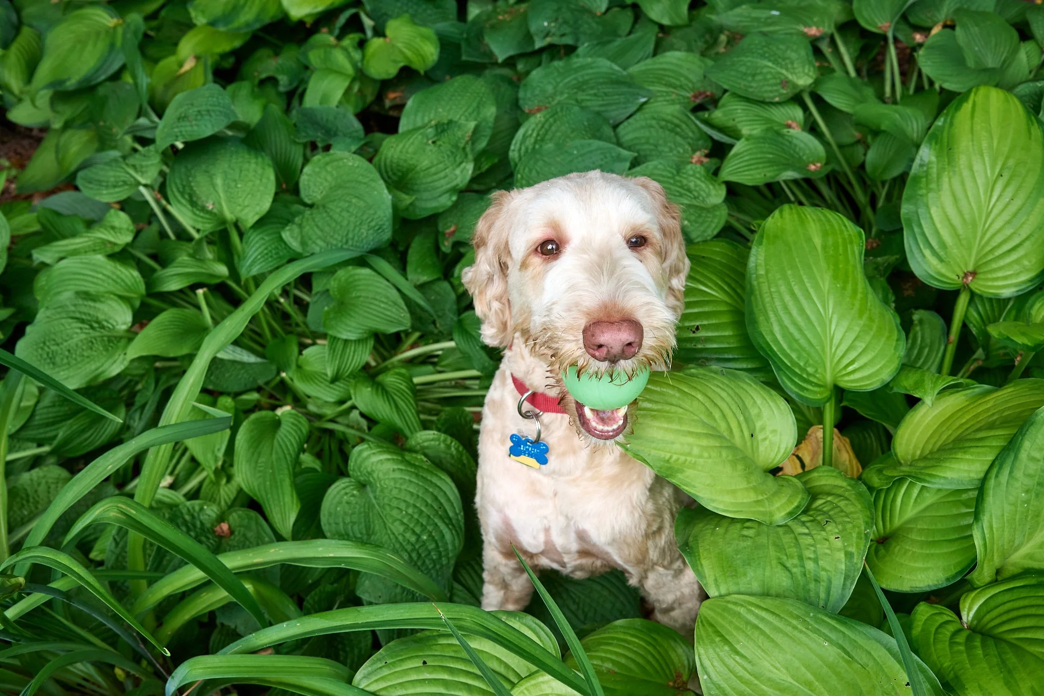 Portrait of a dog by family photographer Pamela Einarsen. (Copy)