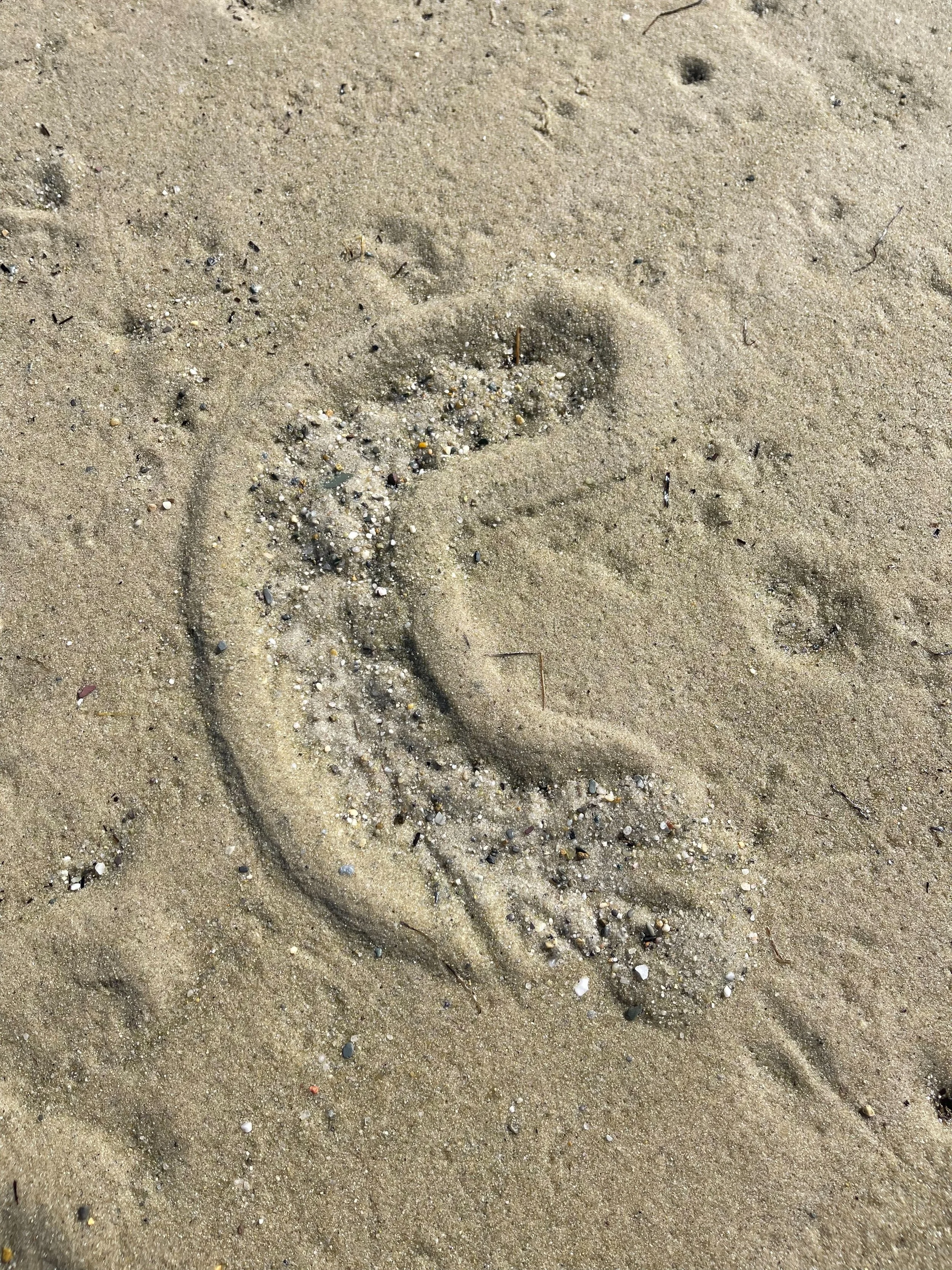 Photo of patterns in the sand at beach by family photographer Pamela Einarsen. 