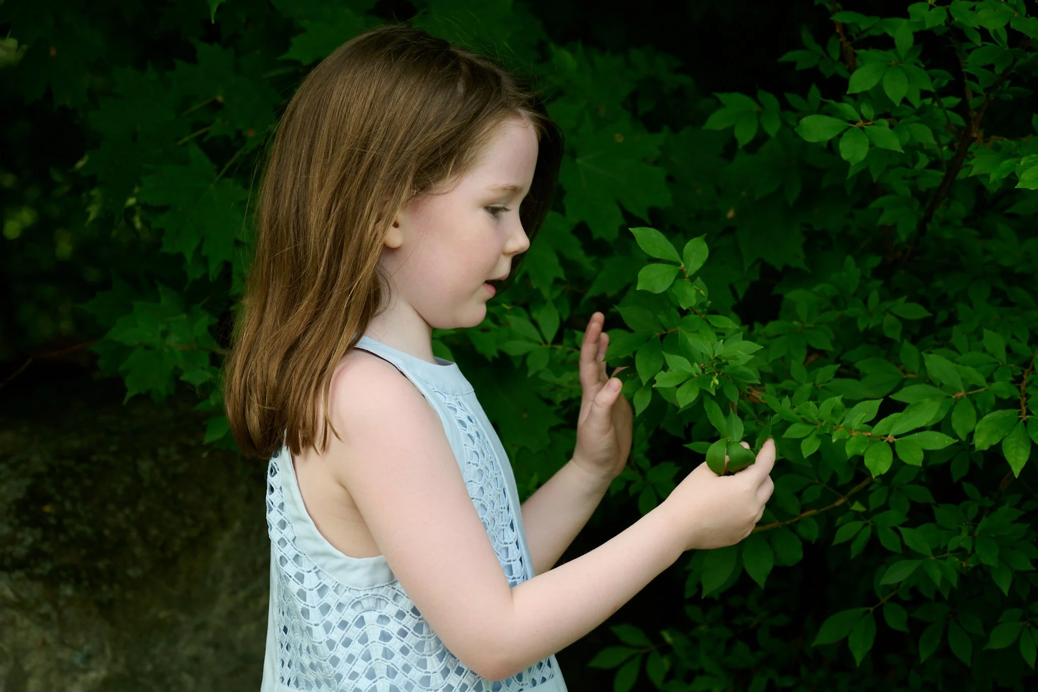 Girl plays with tree leaves in her Westport CT yard by family photographer Pamela Einarsen. 