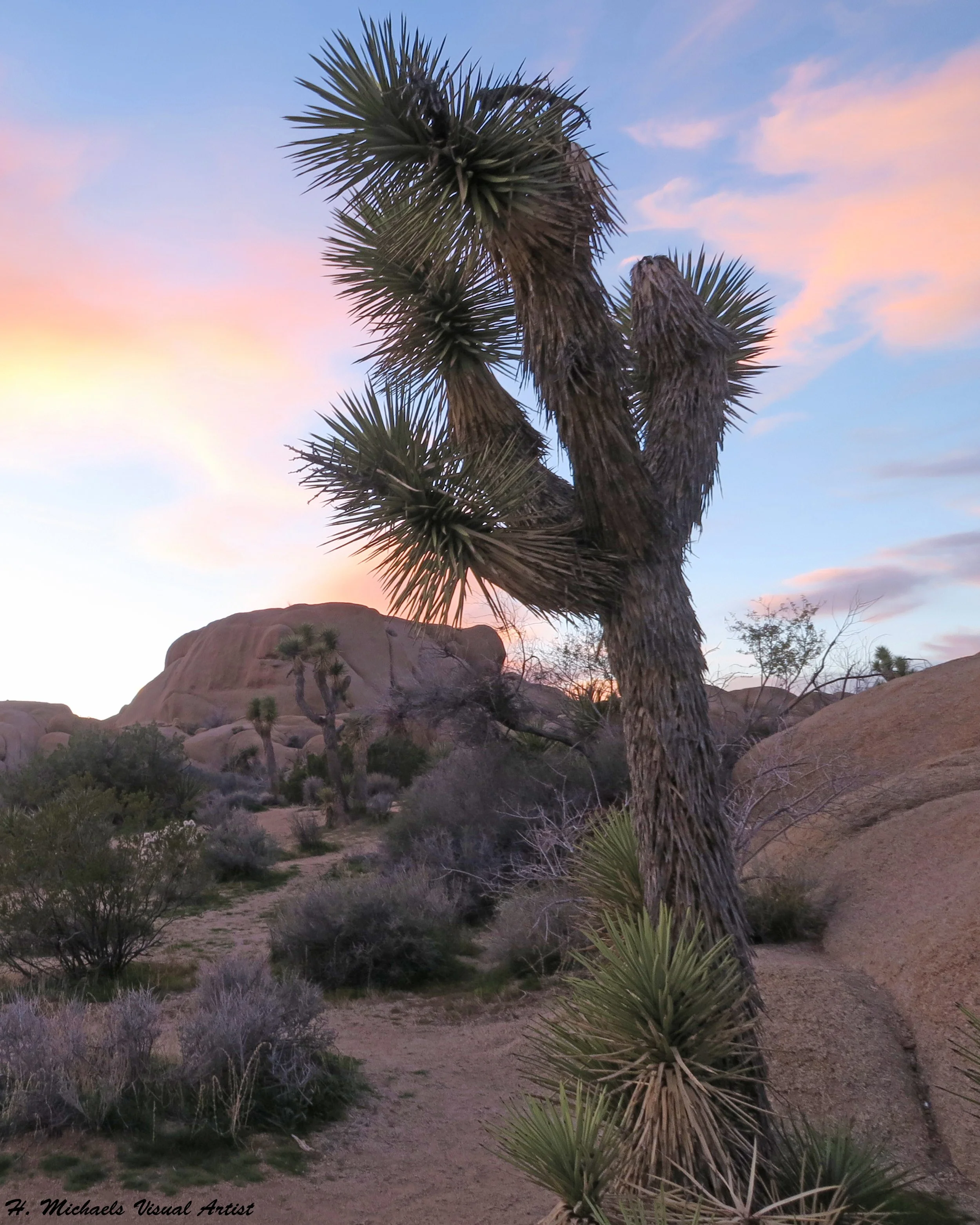 Yucca Tree Early Sunset (Joshua Tree National Park, Southern CA)