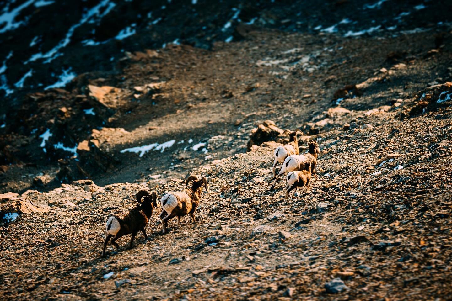 Heading over to @wildsheepsocietybc tonight as they kick off their online Salute to Conservation! 
.
🔥There&rsquo;s lots of knowledge to gain and stuff to win. Theres a @sitkagear Dew Point rain gear system in it for someone who donates/contributes 