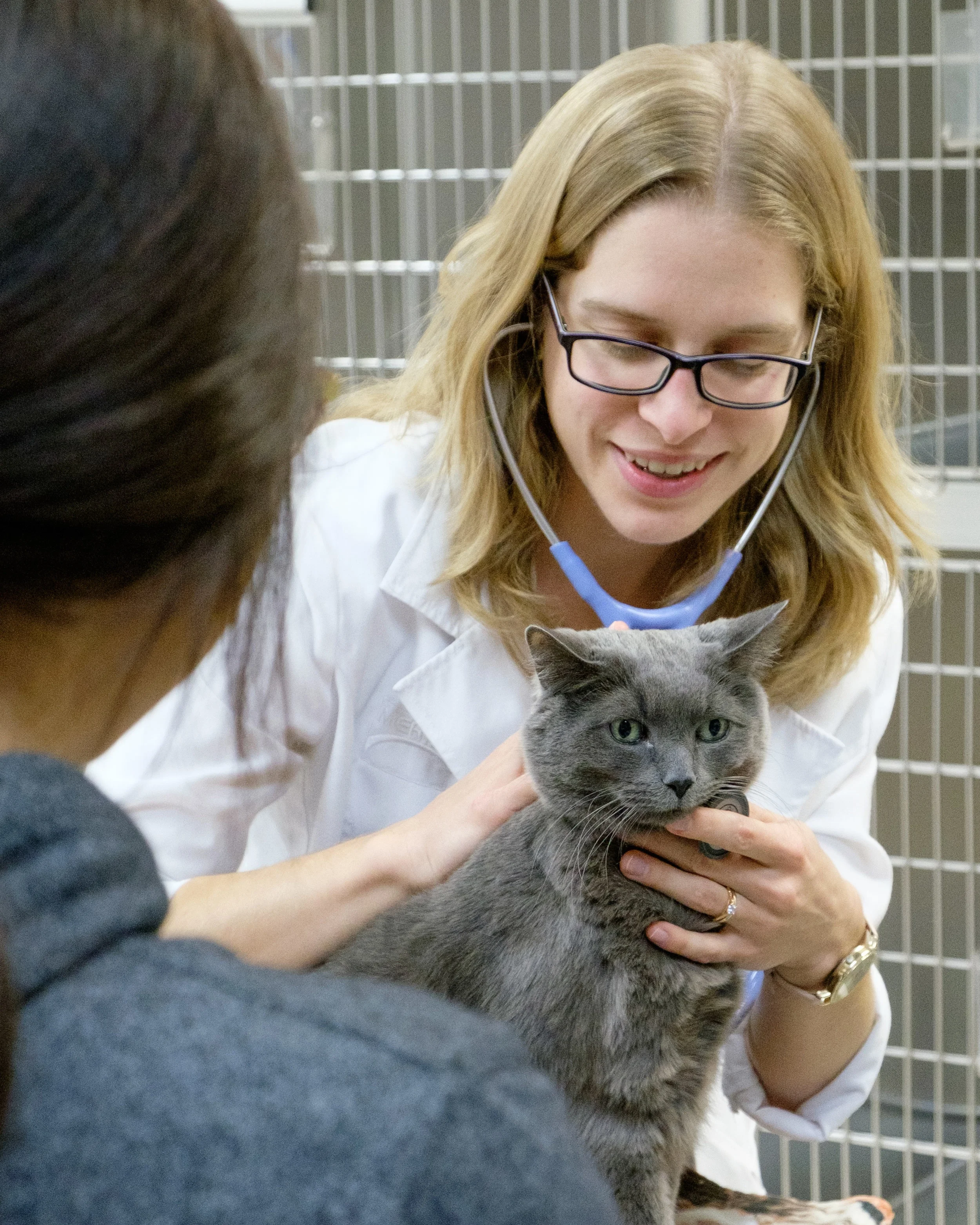 cats at home feline hospital