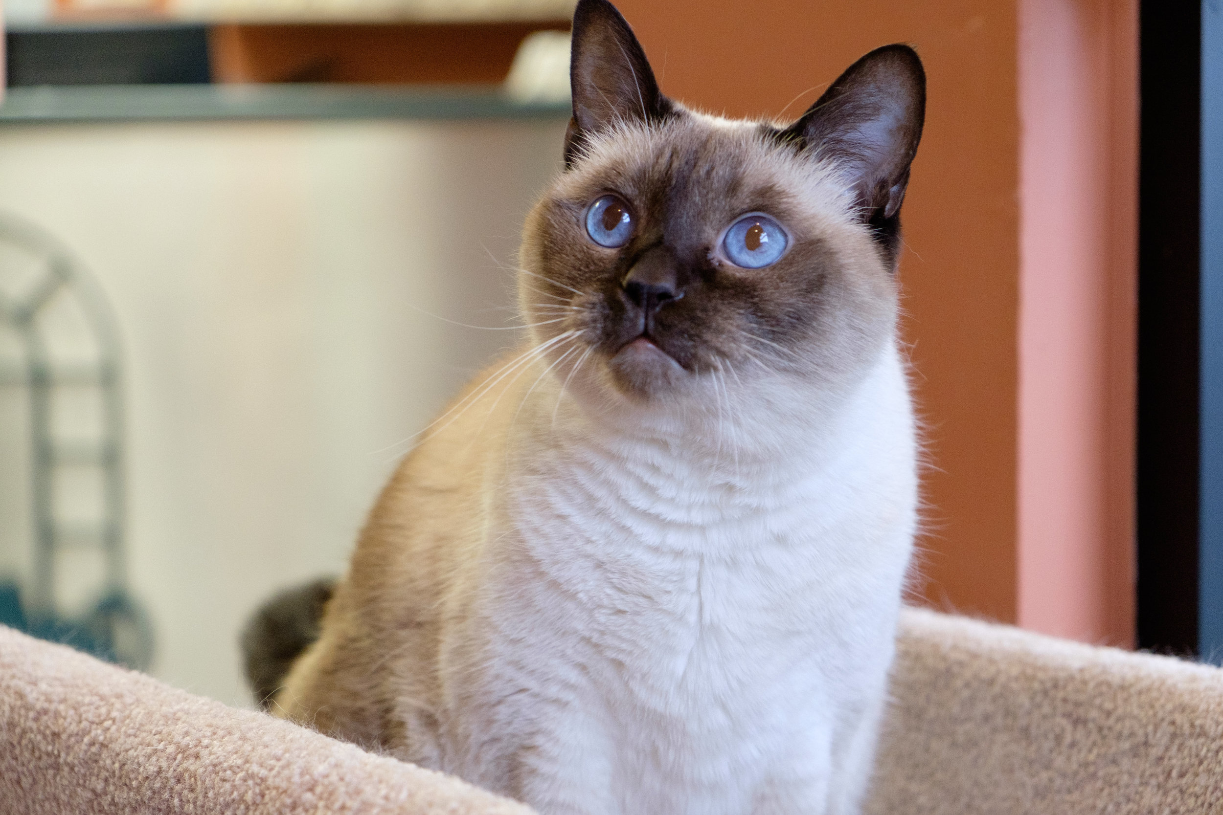 cats at home feline hospital