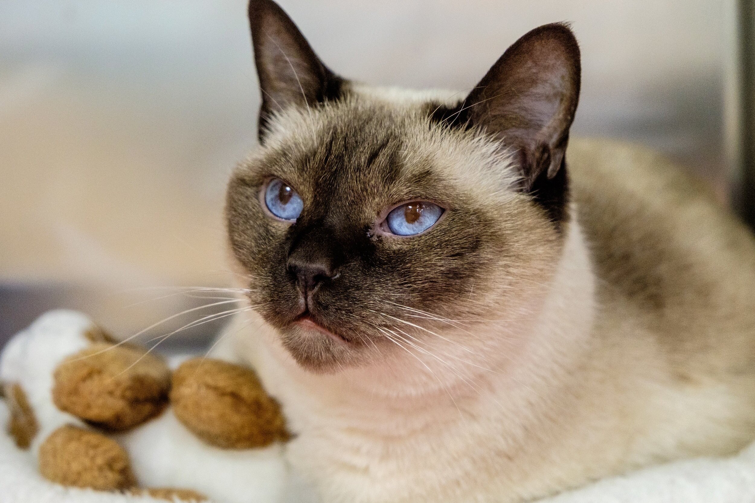 cats at home feline hospital