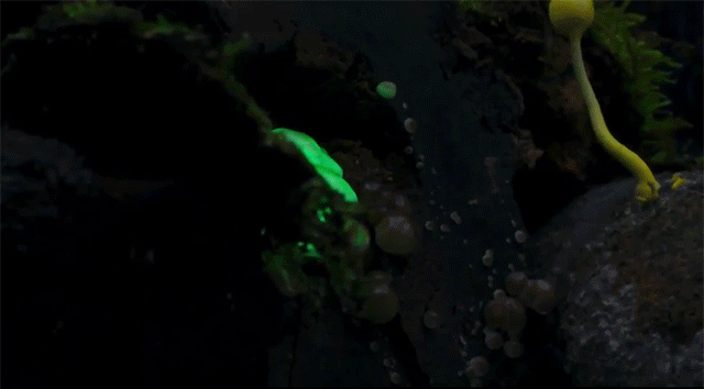 glowing_fungi.gif