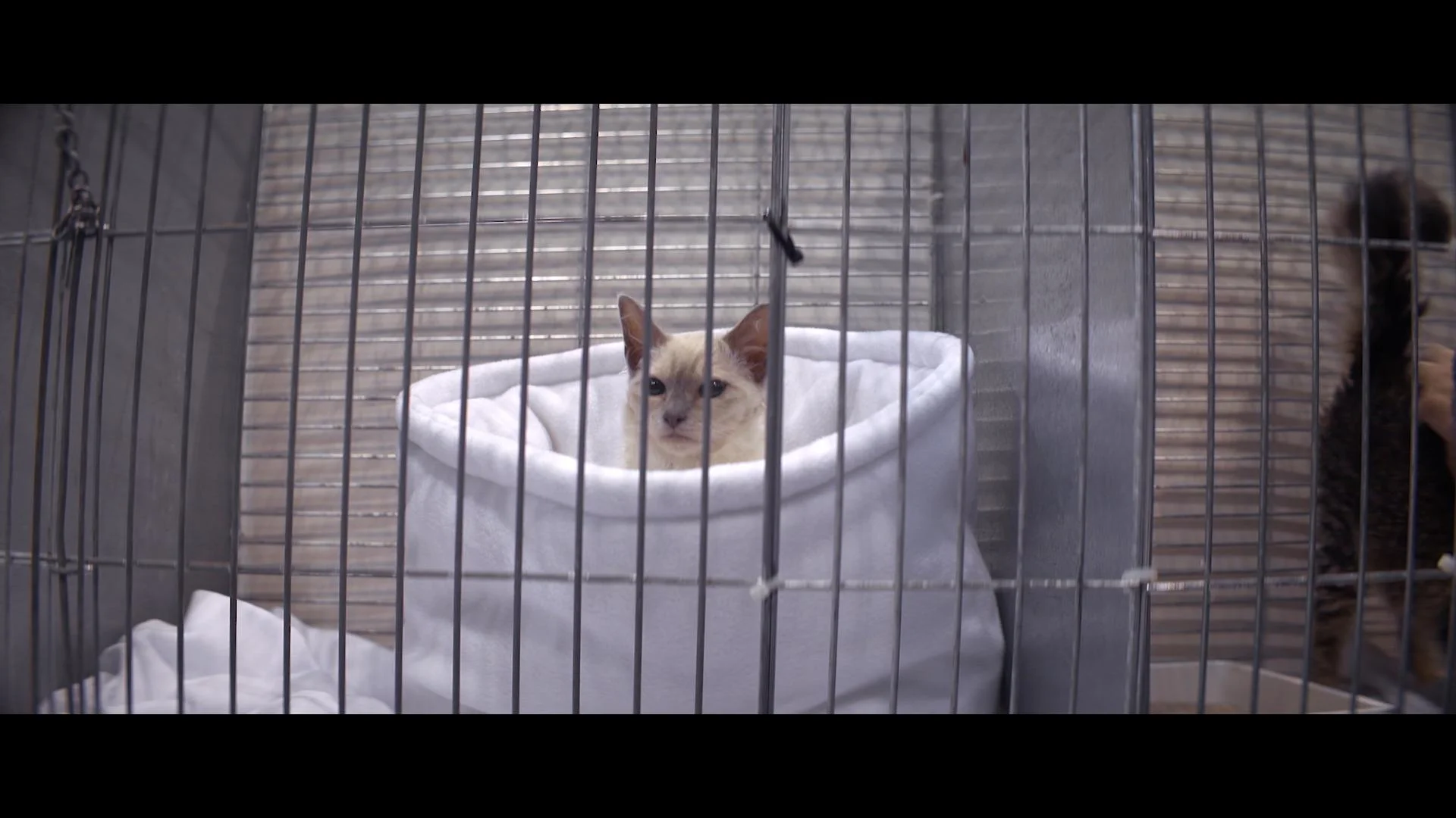 grades_The Cat Fanciers LONG_0010002901.jpg