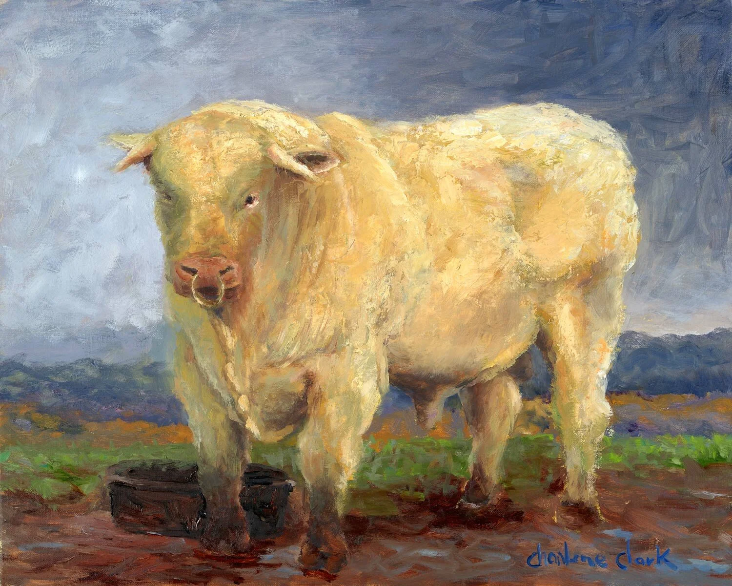Charolais Avec Son Bol