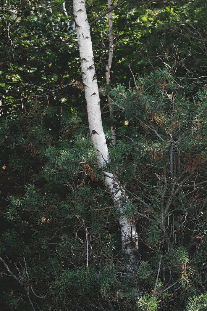 25-8_majori-woods-IV.jpg