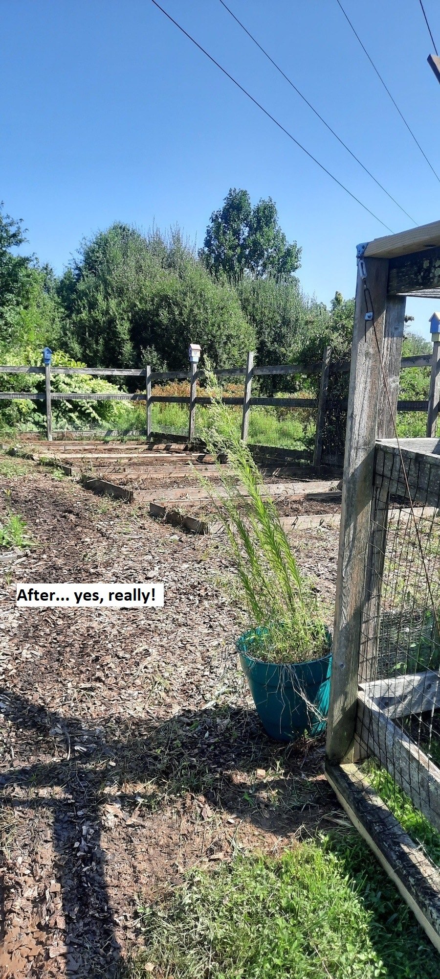 Garden After.jpg