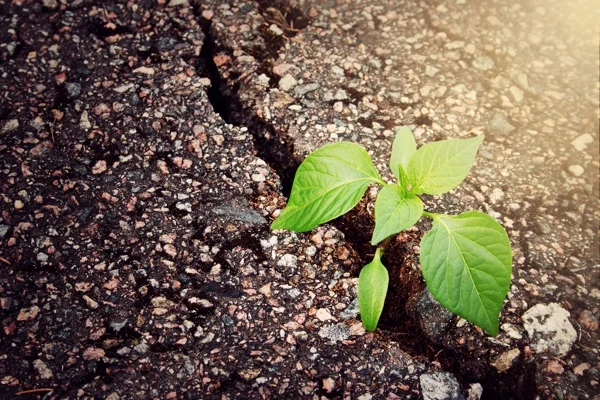 plant_growing_from_hard_ground.jpg