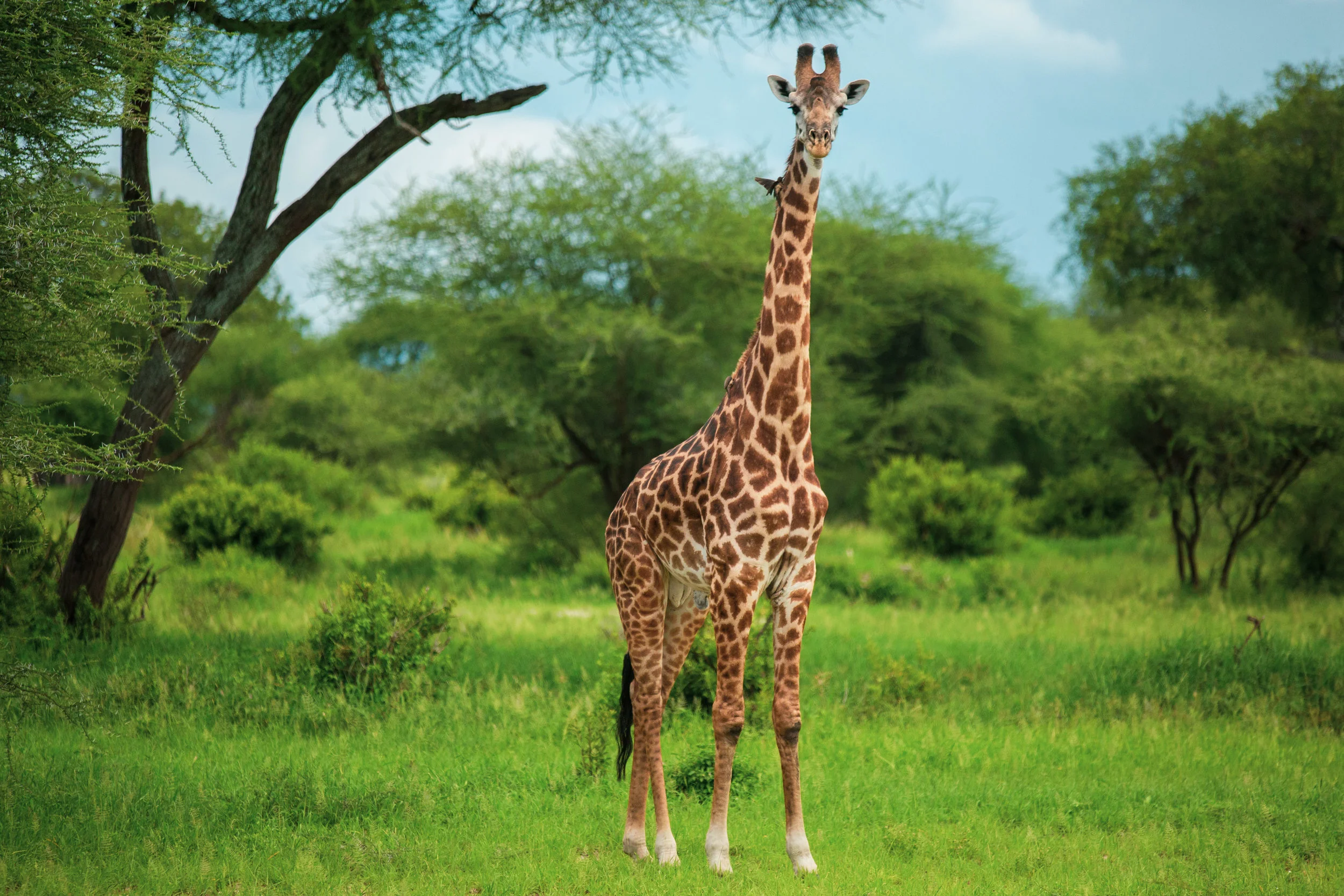 Giraffe with Bird.jpg