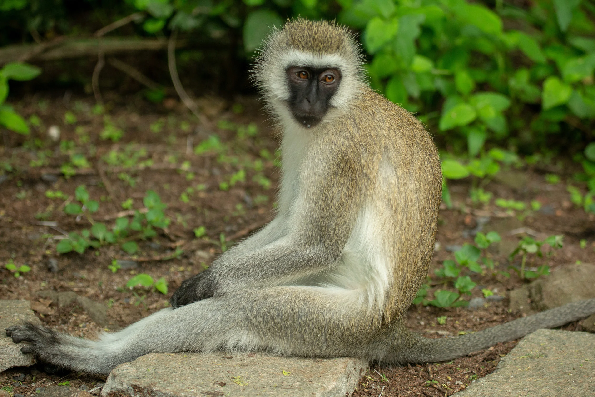 Monkey Thinking.jpg