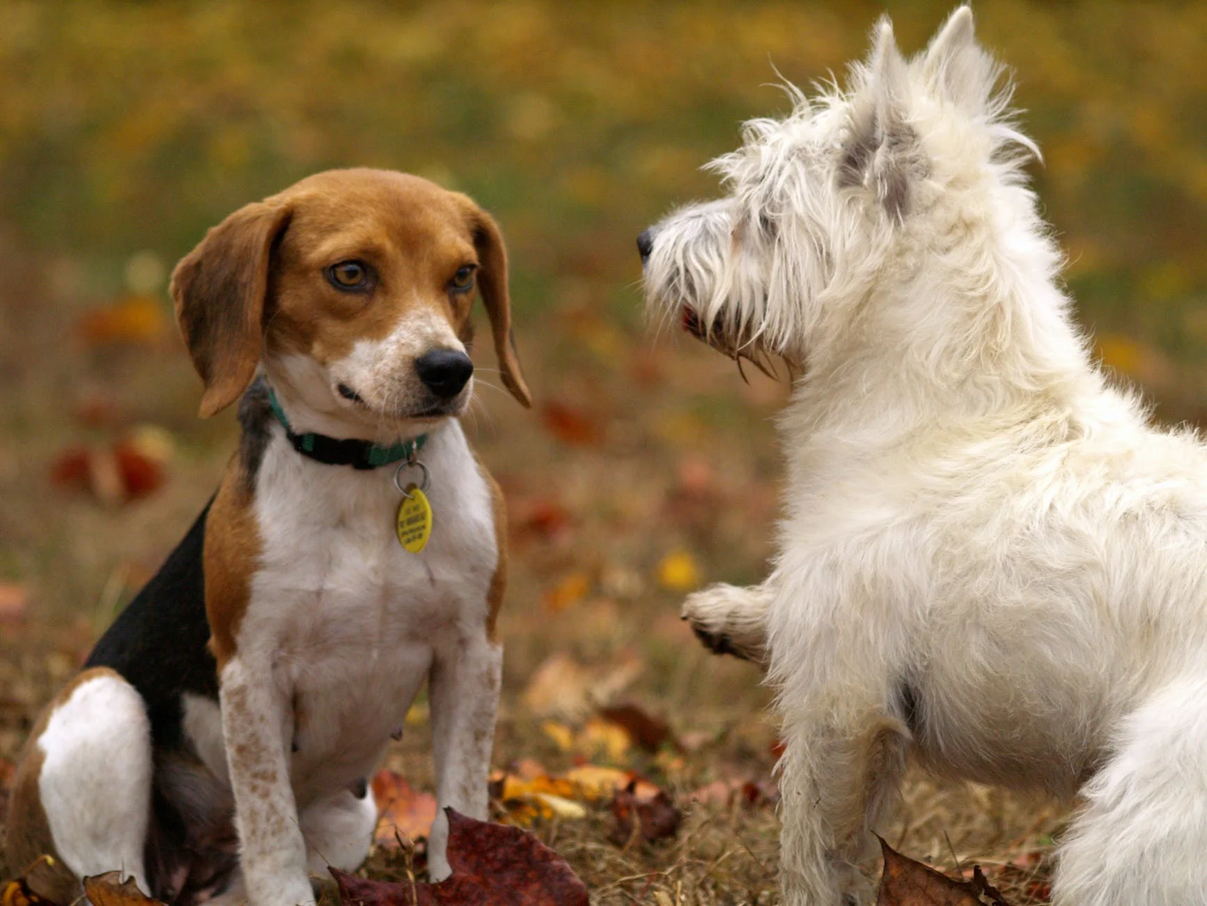 Dogs at the Park of Chicago.jpeg