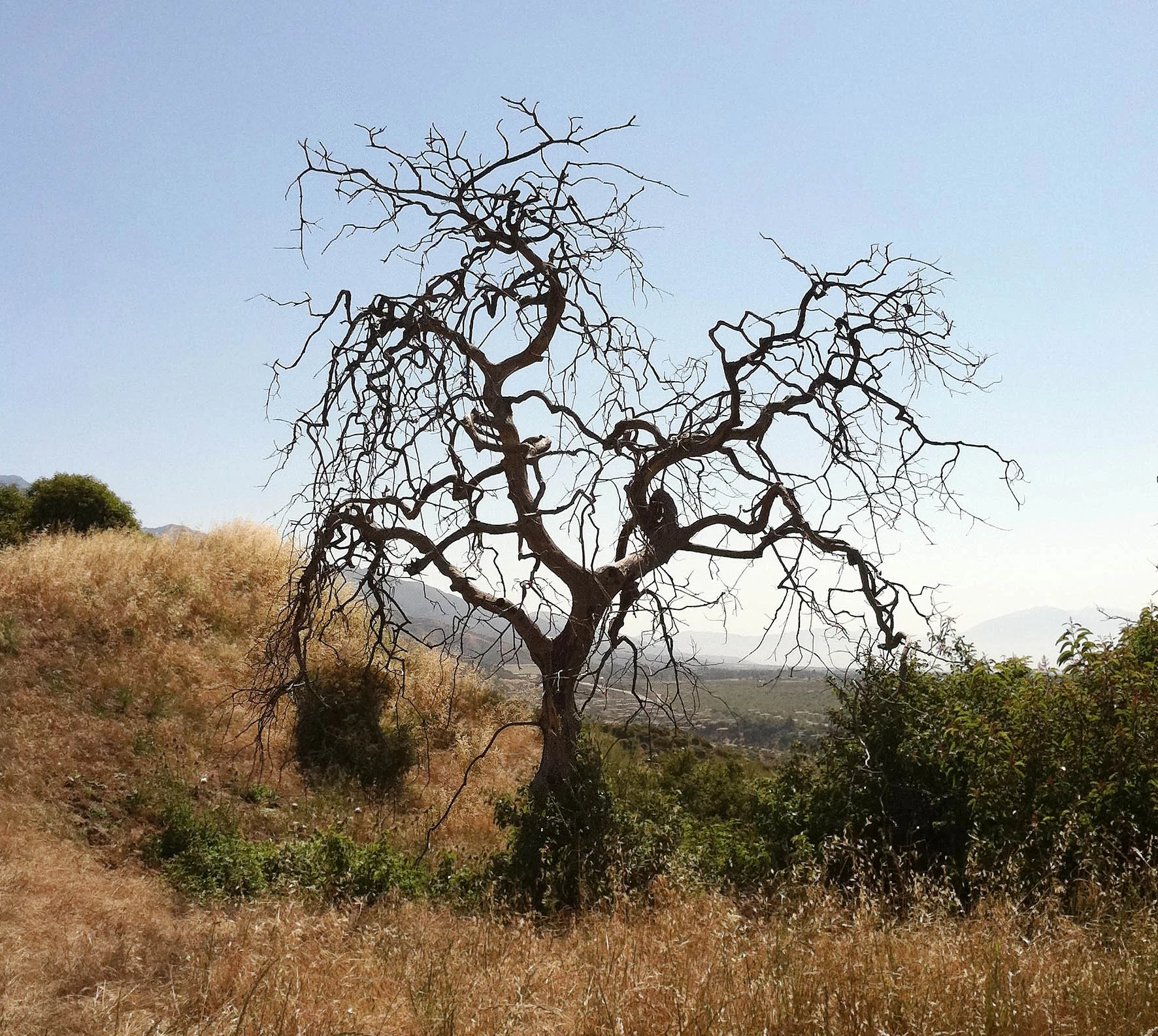 Tree IMG_0117.jpg