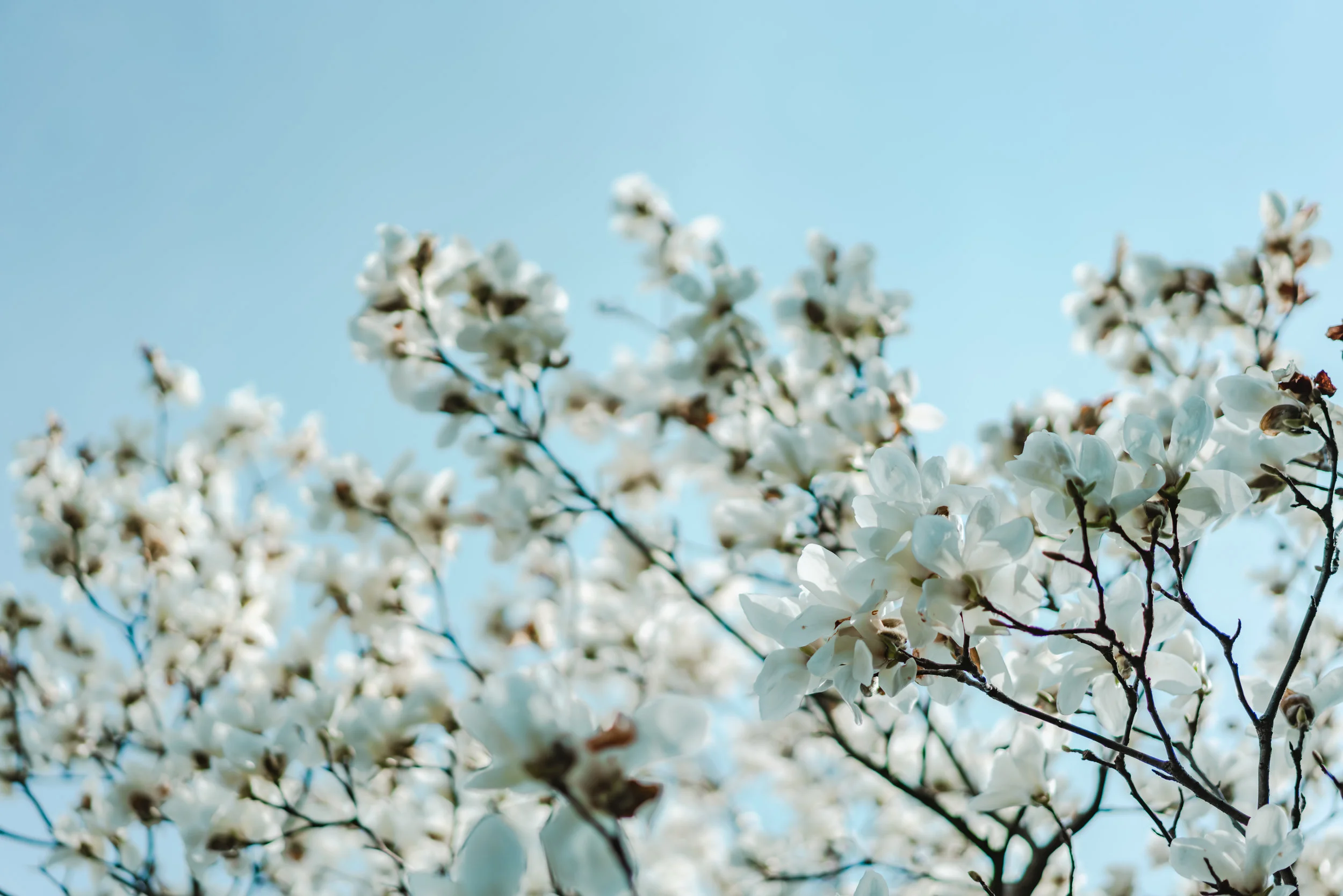 What Will Be Your Spring?