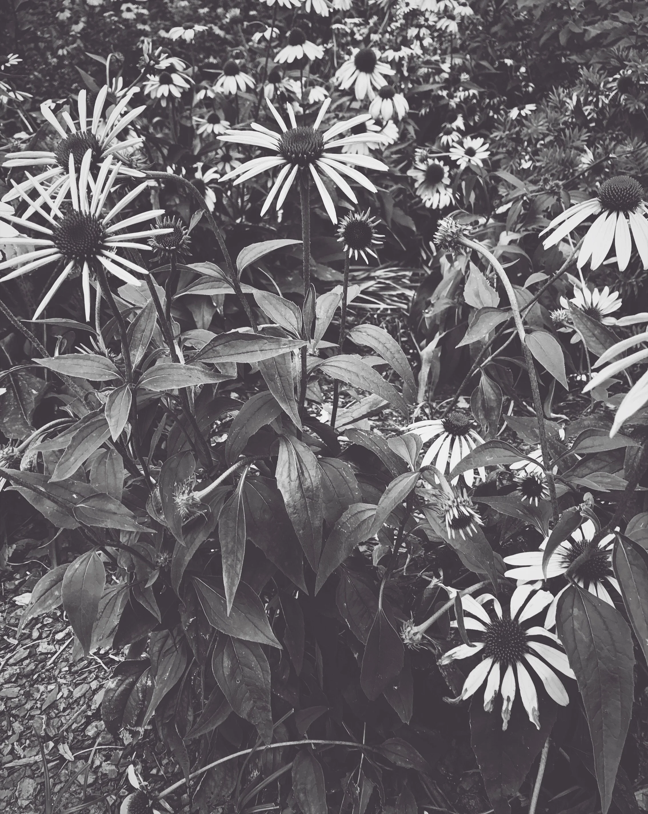 Disordered Eating in the Body Positivity Era