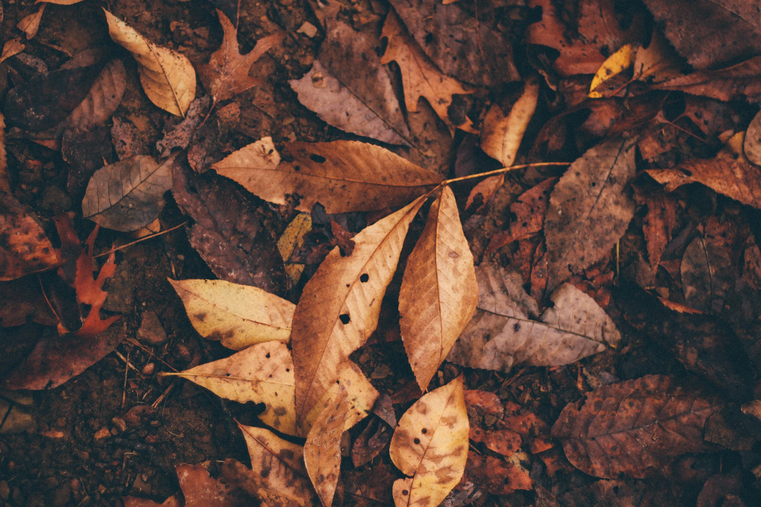 A Feelings-y Fall Post