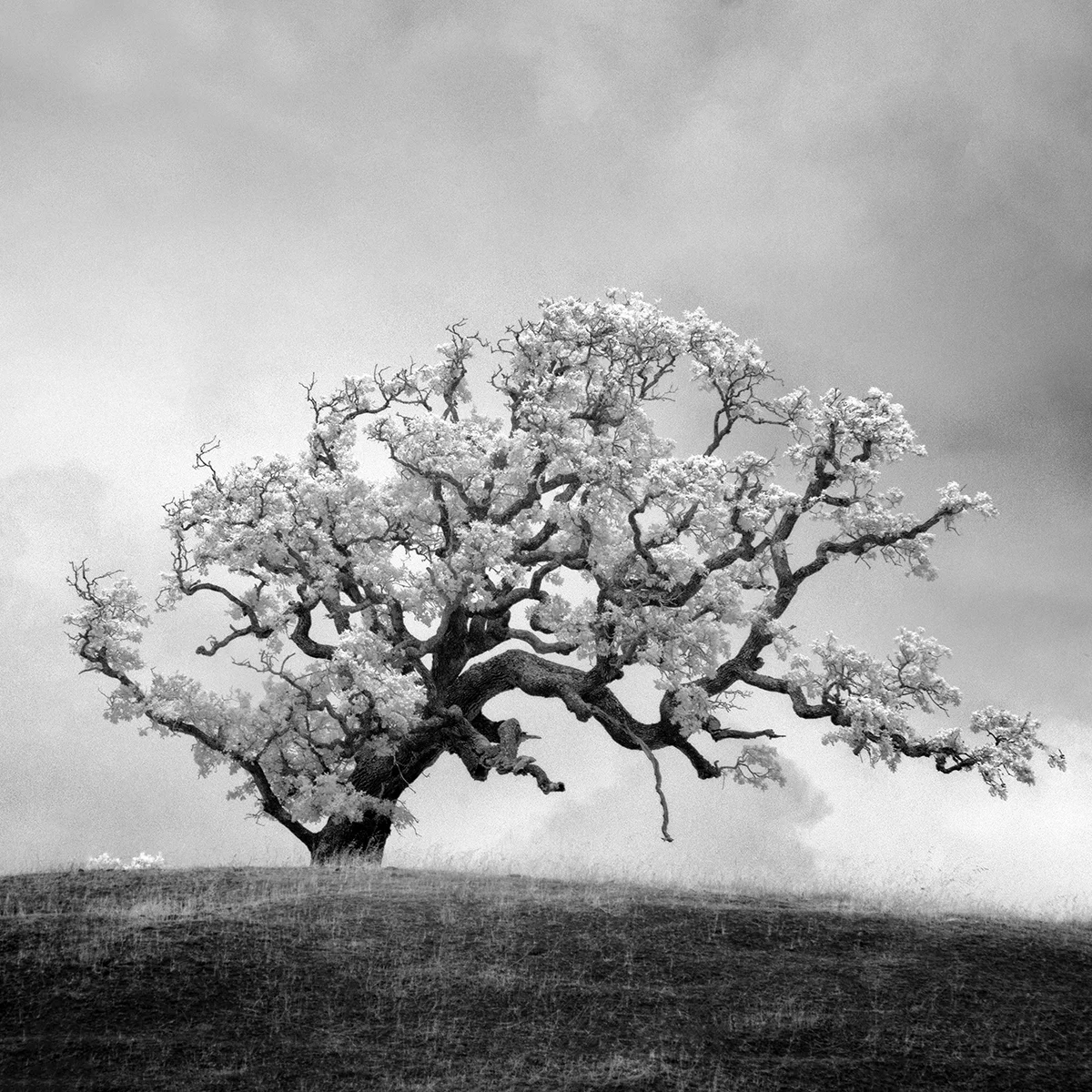 Bonsai II.jpg