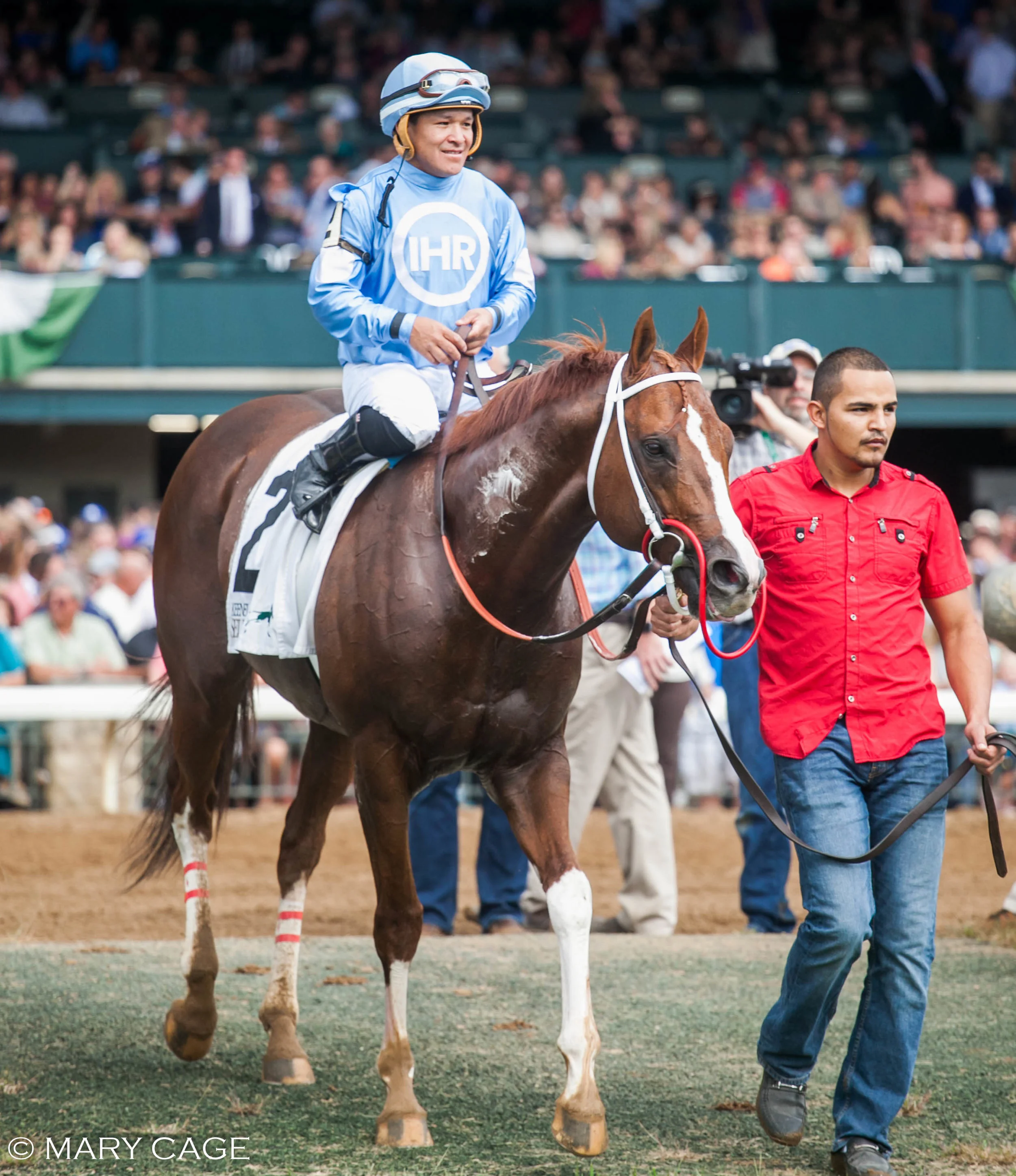Bucchero Stallion Videos