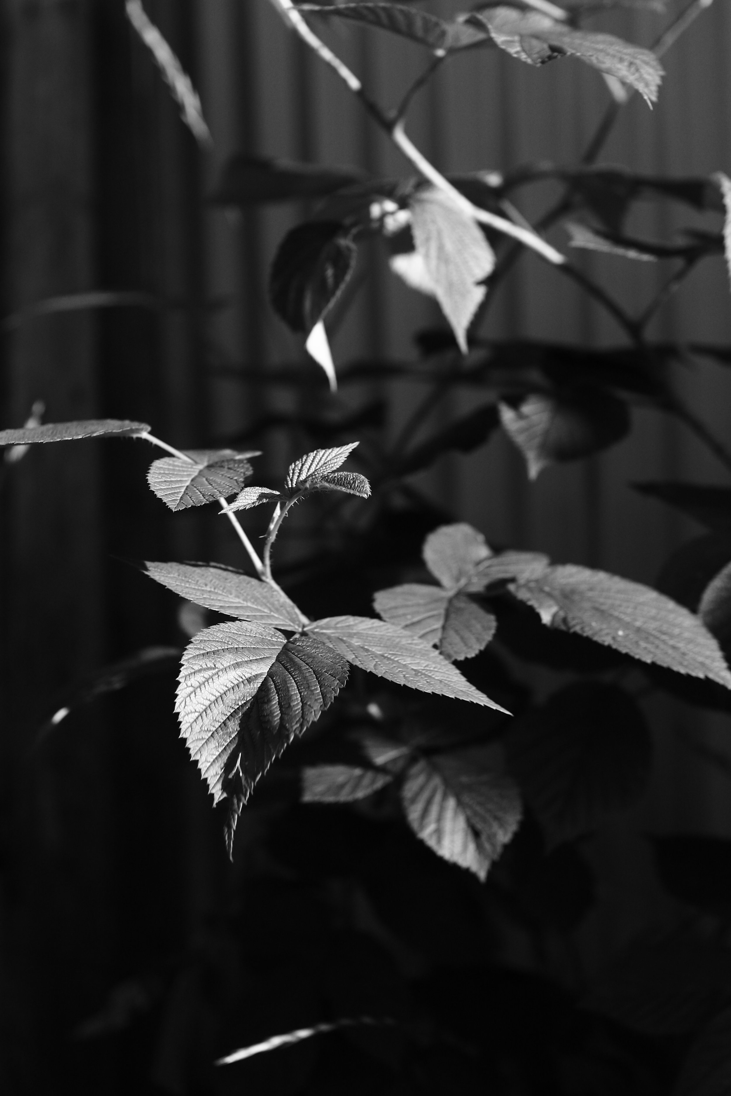 DRH_2345.jpg