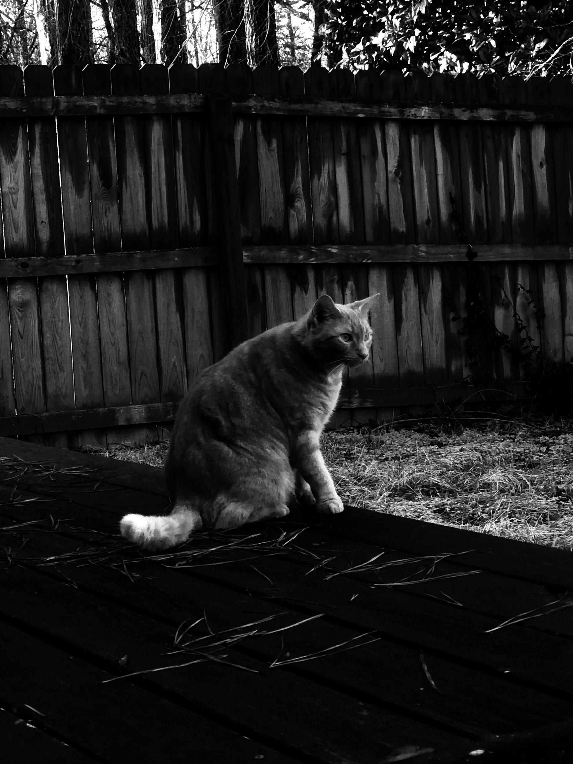 IMG_0521.jpeg