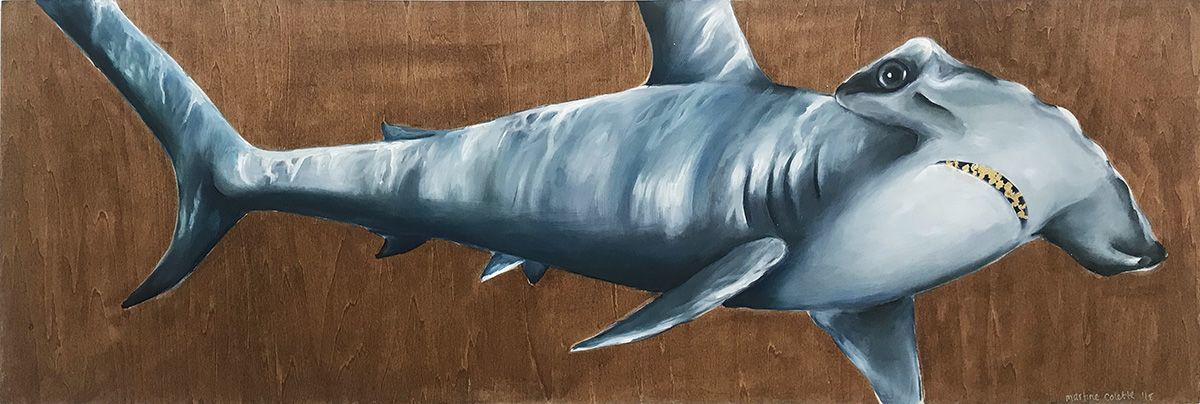 Sphyrna Lewini (Scalloped Hammerhead)