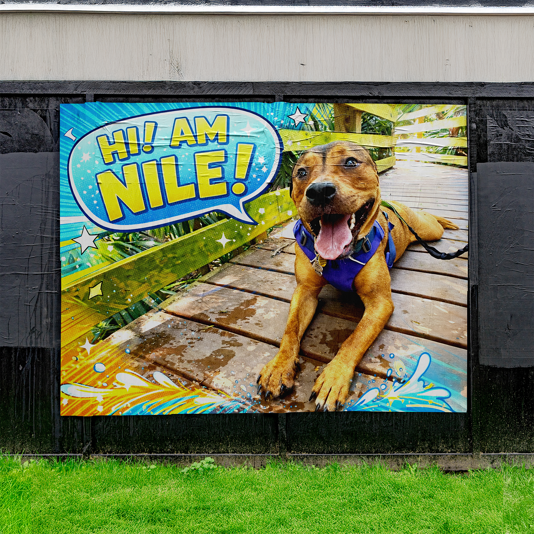 Colorful sign featuring a photo of a happy brown dog with a blue harness, lying on a wooden deck, with a speech bubble that says "Hi! I am Nile!" against a vibrant background with stars and water splash designs.