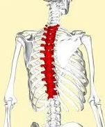Thoracic+Spine.jpg