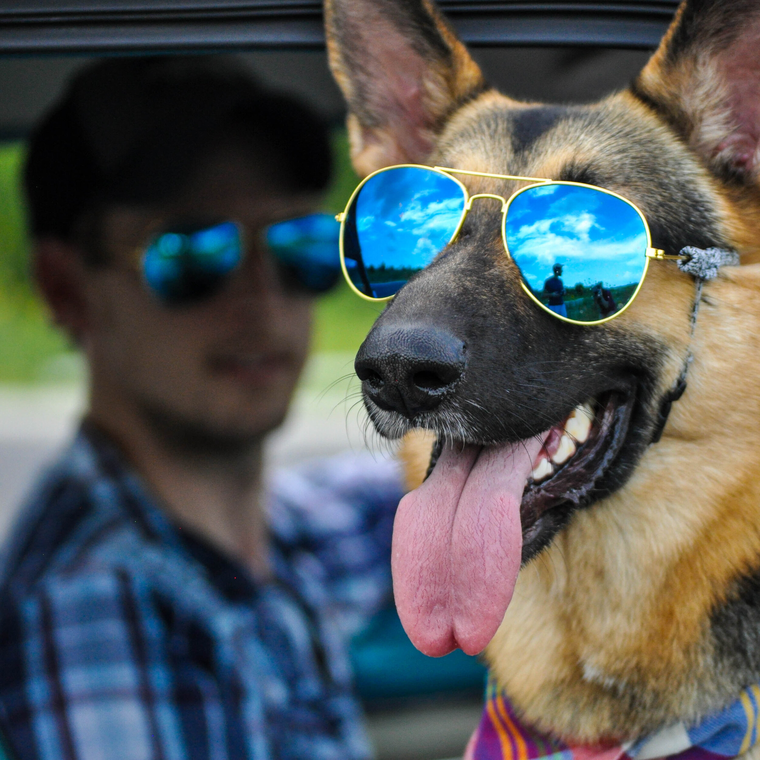 sunglasses on dogs
