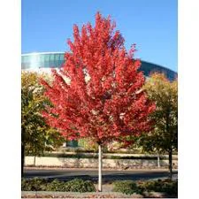 Acer Freemanii Jeffersred