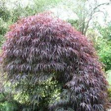 Acer Palmatum dissectum crimson king 