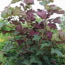 Acer Psuedoplatanus Purpureum 