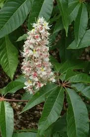 Aesculus indica 