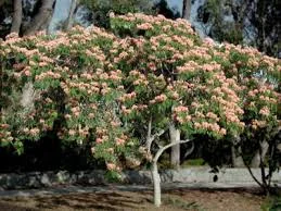 Albizia julibrissin rosea