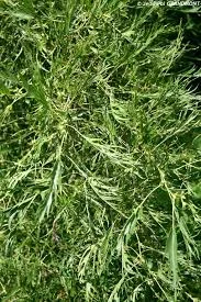 Alnus Glutinosa Imperialis 