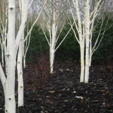 Betula jacquemontii Dazzler 