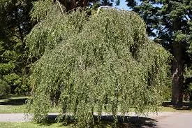 Betula pendula Youngii 