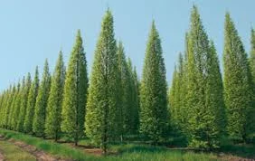 Carpinus betulus Fastigiata