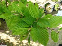 Carpinus betulus