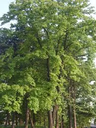 Cornus Walteri