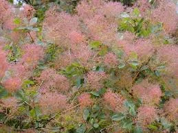 Cotinus coggyria 