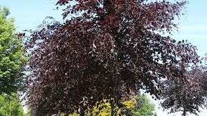 Fagus Sylvatica Riversii 