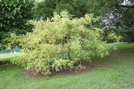 Fraxinus Excelsior Aurea Pendula 