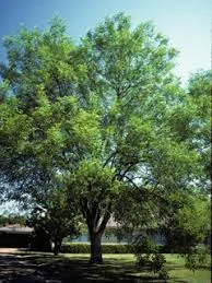 Fraxinus Velutina 