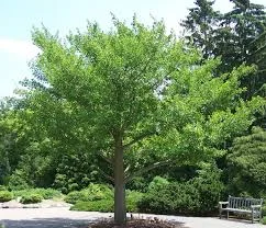 Ginkgo Biloba 