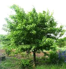 Ginkgo Jade Butterfly 
