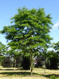 Gleditsia Triacanthos 