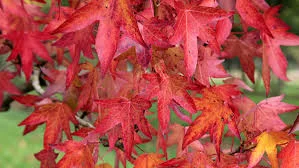 Liquidambar styraciflua Worplesdon 