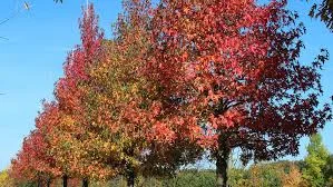 Liquidambar styraciflua 