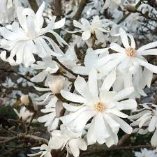Magnolia stellata 